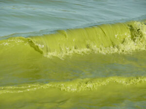 green wave